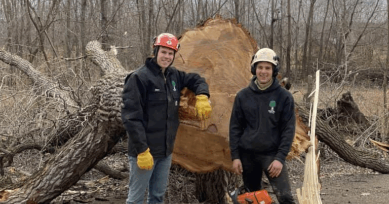 Tree Trim Services Near Me – Why Professional Tree Care Matters