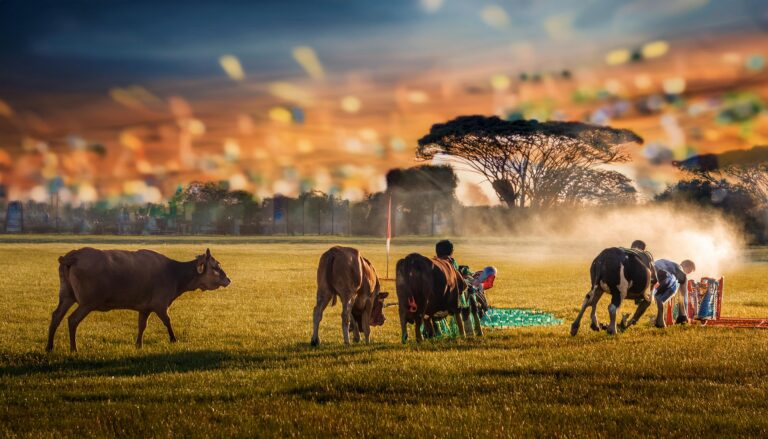 Silverexch – Online Betting Exchange with Live Cricket & Casino Games